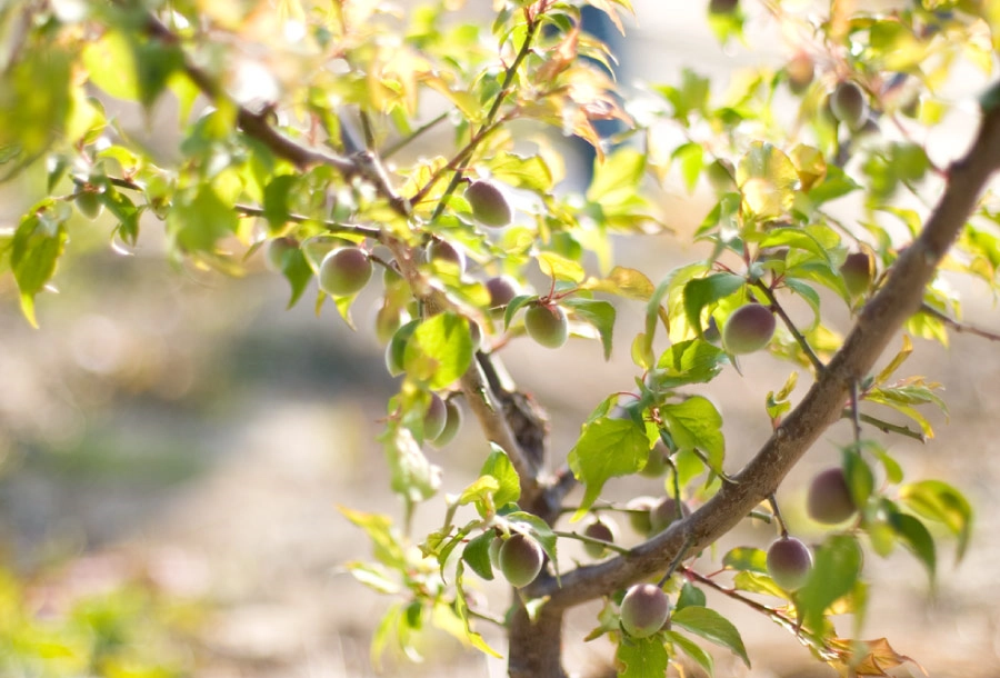 梅の木の背景画像