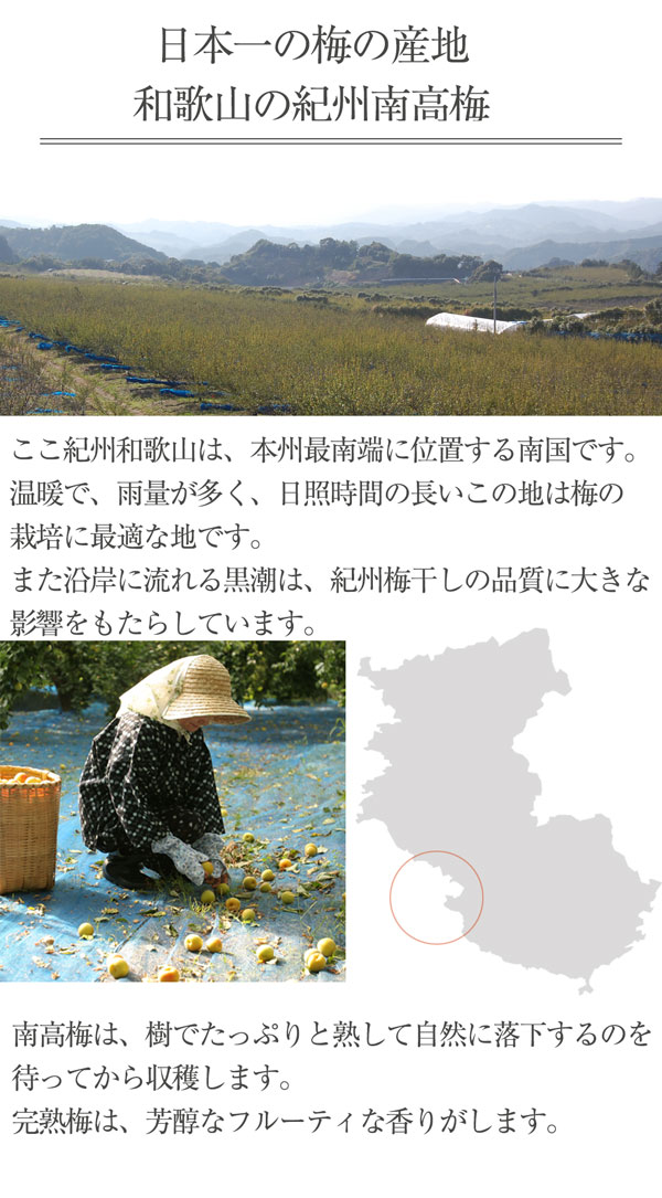 日本一の梅の産地和歌山の紀州南高梅