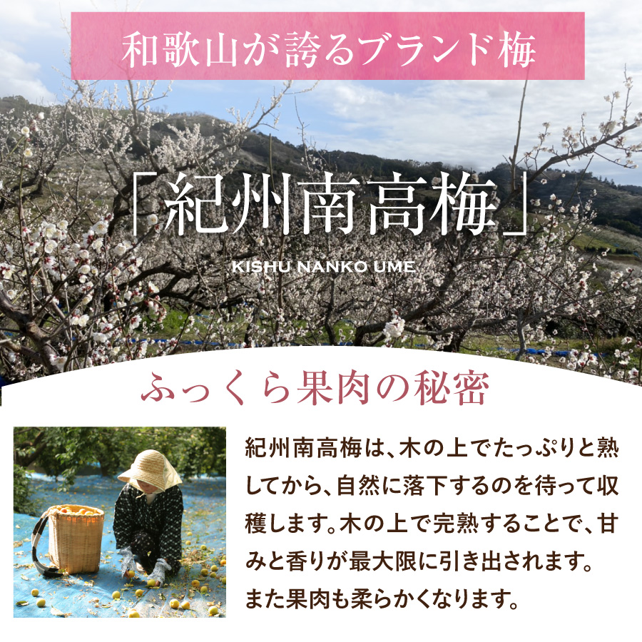 和歌山が誇るブランド梅紀州南高梅