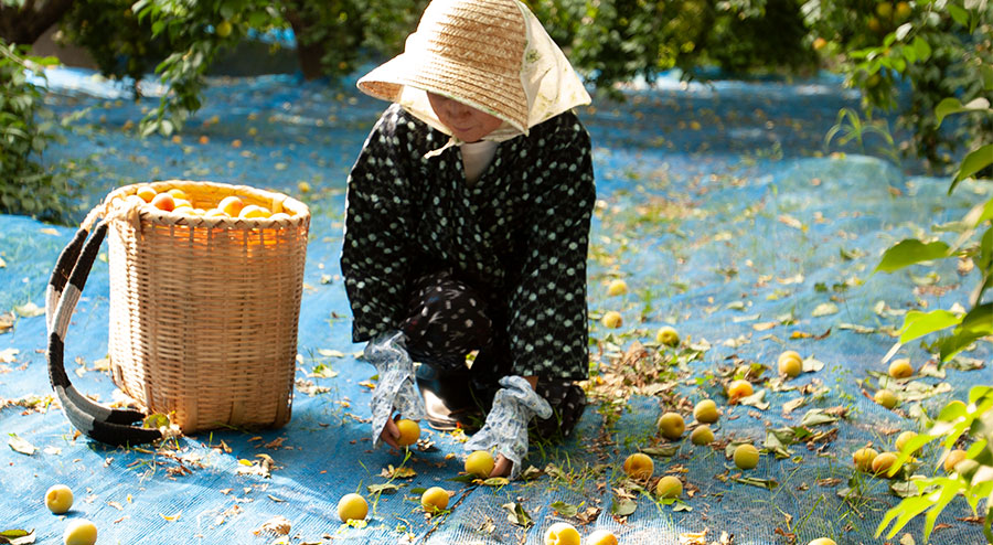 落ち梅を拾う農家の女性の写真