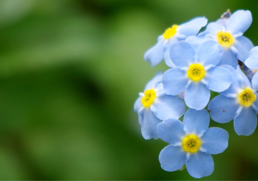 わすれな草の背景画像