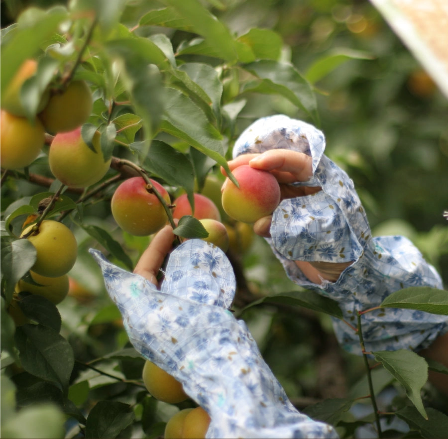 梅干し 無添加 紀州産小梅 【白干小梅400g（塩分約20％）】200g×2化粧