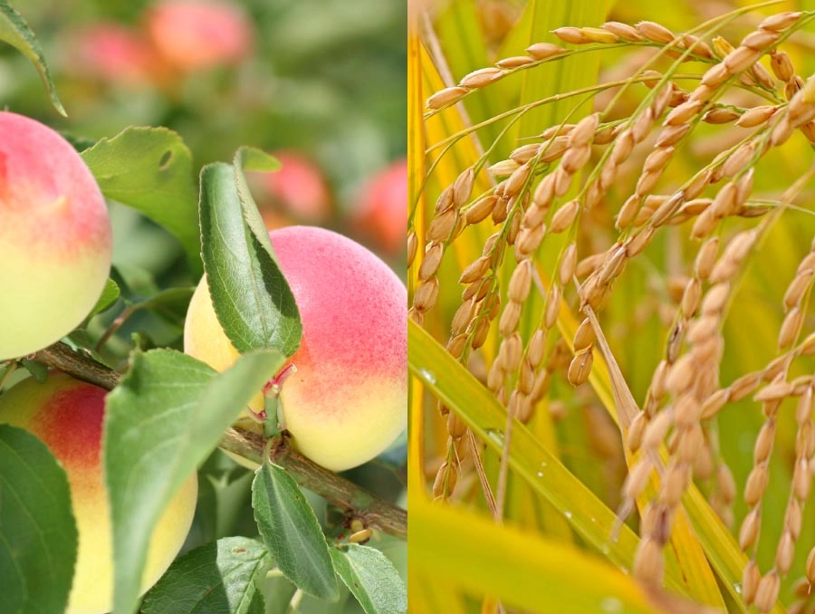 梅と稲の背景画像