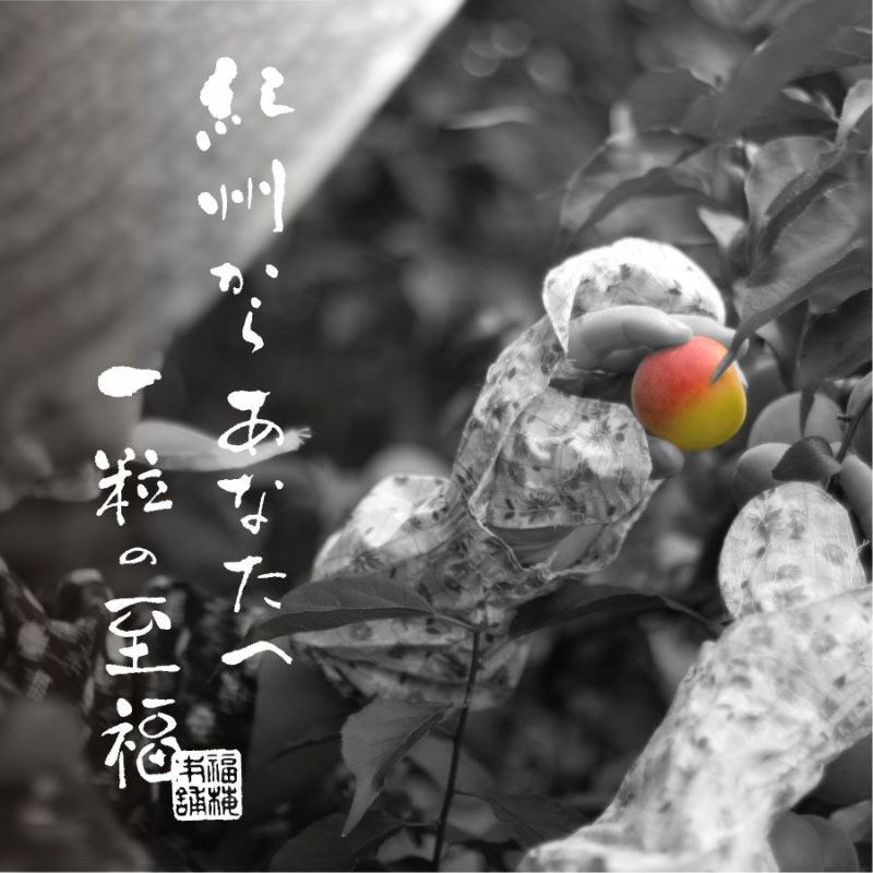 特選紀州南高梅懐かしい木の香りが漂う梅干しギフト【木樽（きだ