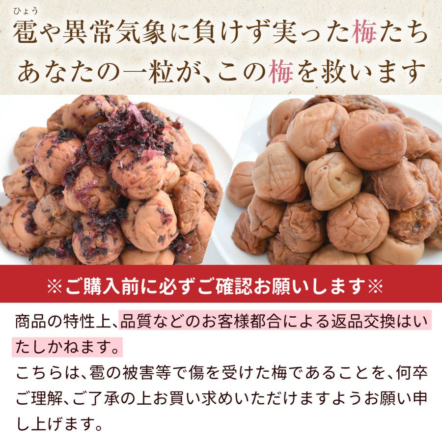 雹や異常気象に負けず実った梅たち あなたの一粒が、この梅を救います